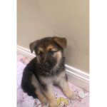Ckkkgal puppy01