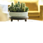 cactus members
