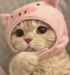 Cat eats soup Group Thumbnail