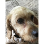 R.I.P MY DOG SCOUT:((