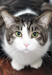 Happy cat happy cat happy cat.