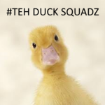 #TEH DUCK SQUADZ