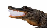 Happy Alligator Productions