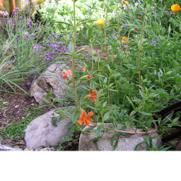 The Garden (Older)