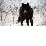 Wolf Pack Squad Play