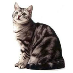 Cute Cat Fan Group!!!