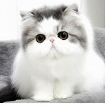 DA FLOOFY KITTY CAT CLUB