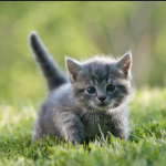 The Kittens United!!