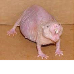 The Rat fam1ly