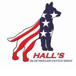 Hallls heeler and cattle