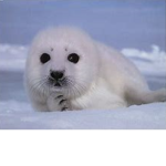 Dat Seal Squad