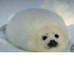 Sealfans!!