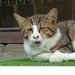 Tiger_army_:)_08