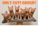 Only Cats Group!
