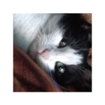 I love cats ;3