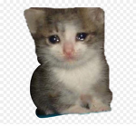 Cats Clothing Pieces