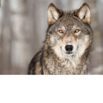 The Wolves (group)