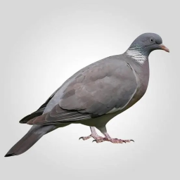 pidgeon