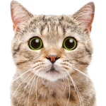 Cute_Kittys