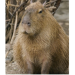 Capybara awesome 23973