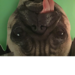 Little Pettite pugs