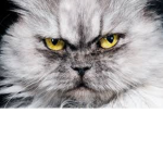Cats and Dogs are awsome!!