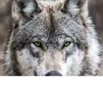 Jaceyplayz Team wolf