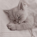 .Crazy Kittens.