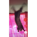 cats are my fav