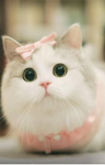 love kitties group!