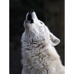 Wolf Bay