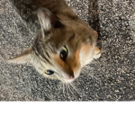 My cats group xᴅ