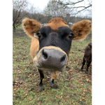 HAWIANCOW CLUB