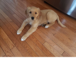 Dogs and puppy's are cute so cute