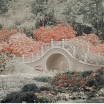 *+- f l o w e r -+*