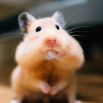 the hamster water