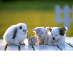 Animal Heart Sanctuary