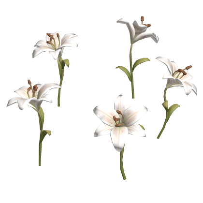 igari white lily flower patch