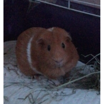 Hang out for friends