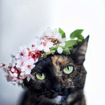 Aesthetic Kitties -
