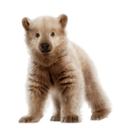 Da Bear Crew