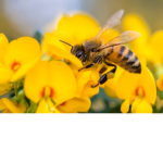 PollenBees