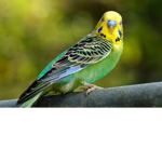 Birdy Squadron