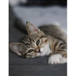 Kitty rose ;))