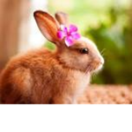 bunnies are cute