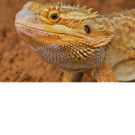 lizard club 123