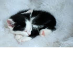 CuteAwesomeClan