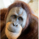 Orangutan_Studios