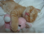 rinni’s ekittens