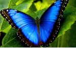 Butterfly"s squad